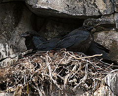 Ravens_nest